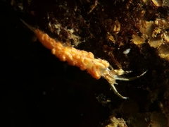 Favorinus mirabilis