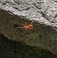 Araneomorphae