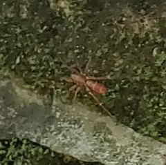 Araneomorphae