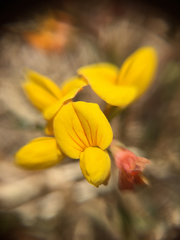 Lotus corniculatus corniculatus