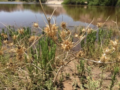 Datura quercifolia