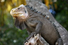 Lesser Antillean Iguana photo 4