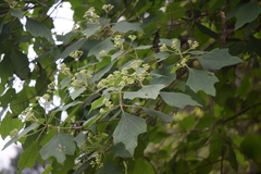 Montanoa tomentosa xanthiifolia