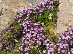 Thymus nervosus