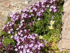 Thymus nervosus