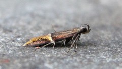 Enchrysa dissectella