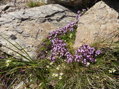 Thymus nervosus