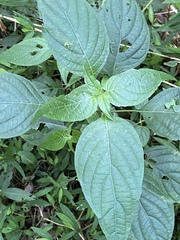 Dicliptera brachiata