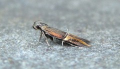 Enchrysa dissectella