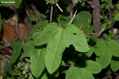 Passiflora exsudans