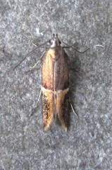 Enchrysa dissectella