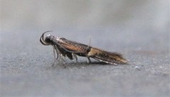 Enchrysa dissectella