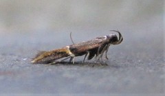 Enchrysa dissectella