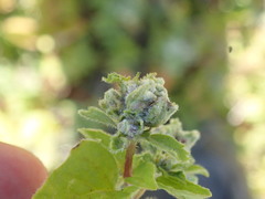 Aceria labiatiflorae