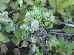 Aceria labiatiflorae