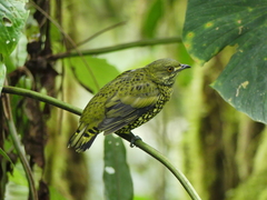 Ampelioides tschudii