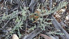 Maireana trichoptera