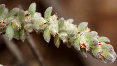 Maireana trichoptera