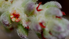 Maireana trichoptera