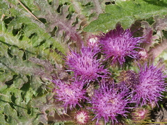 Cirsium scariosum congdonii