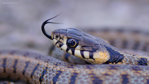 grass snake, photo 3 of 7