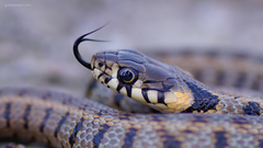 Grass Snake photo 3