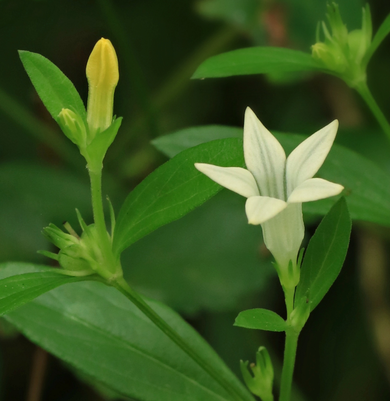 Spigelia texana