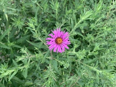 Symphyotrichum novae-angliae