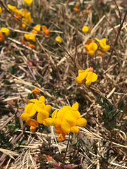 Lotus corniculatus corniculatus