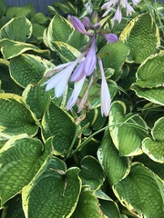 Hosta ventricosa