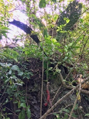Anthurium schlechtendalii