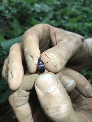 Sphaeroderus indianae