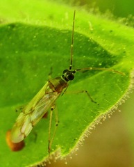 Engytatus modestus
