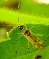 Engytatus modestus