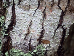 Pertusaria leioplaca