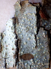 Pertusaria leioplaca