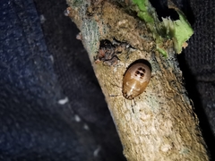 Neottiglossa pusilla