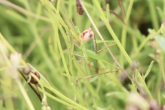 Orchelimum concinnum