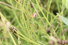 Orchelimum concinnum