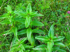 Gentiana cruciata cruciata