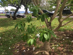 Tabernaemontana litoralis