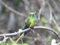 Eriocnemis cupreoventris