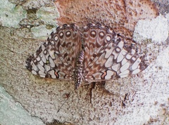 Hamadryas feronia farinulenta