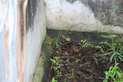 Lithobates berlandieri