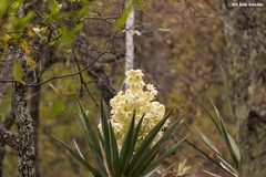 Yucca jaliscensis