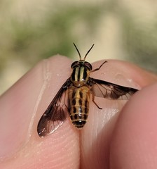 Chrysops aberrans