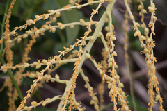 Syagrus schizophylla