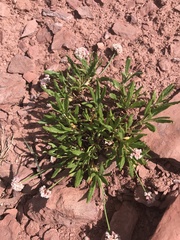 Eriogonum coloradense