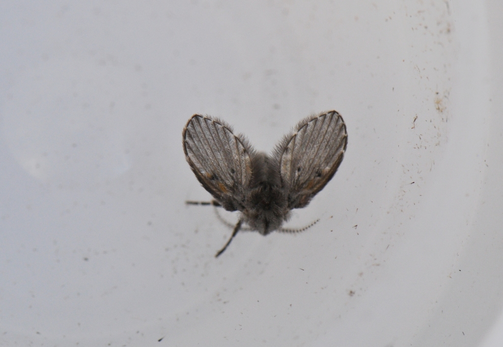 Bathroom Moth Fly from Leeds and Grenville United Counties, ON, Canada ...