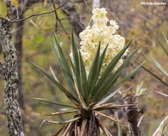 Yucca jaliscensis